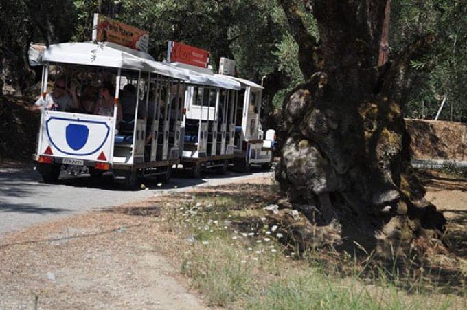 OLIVE TREES ROUTE 1