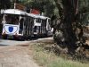 OLIVE TREES ROUTE 1