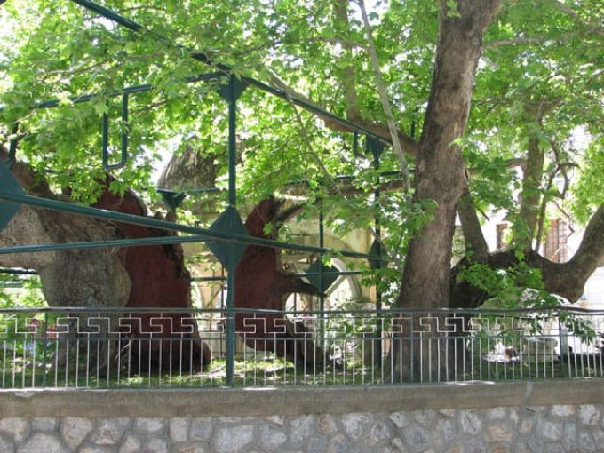 Tree of Hippocrates,Kos (Town)