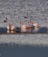 Alykes wetlands at Tigaki
