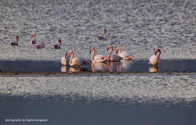 Alykes wetlands at Tigaki