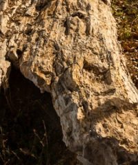 Απολιθωμένο δάσος Λευκίμμης (Νομού Έβρου)