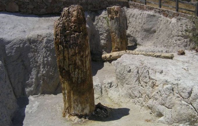 Petrified forest of Lesvos
