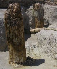 Petrified forest of Lesvos