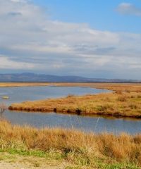 National Park Delta Evrou