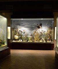 Natural History Museum of Meteora and Mushroom Museum