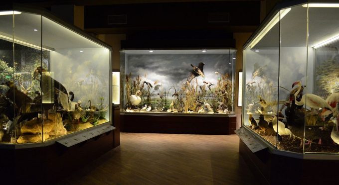 Natural History Museum of Meteora and Mushroom Museum