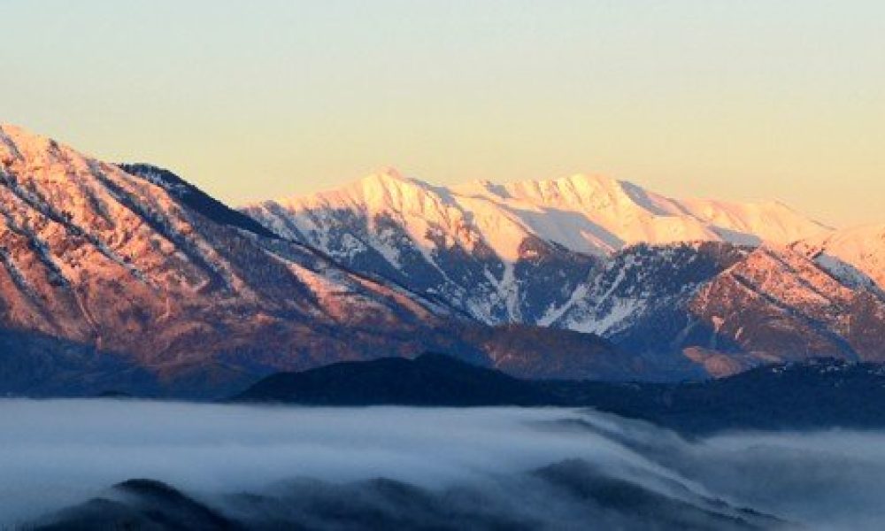 pogoni
