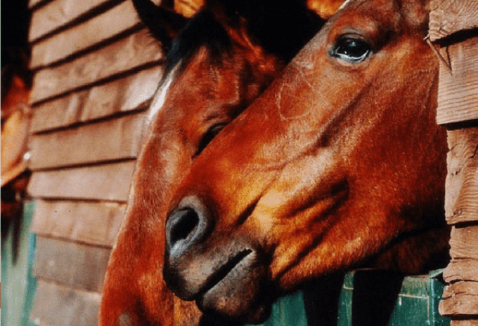 The horses