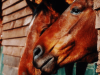 The horses