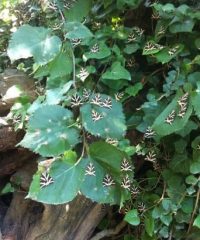 Butterflies Valley