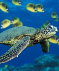 Θεματικό Εκθεσιακό Κέντρο Caretta Caretta