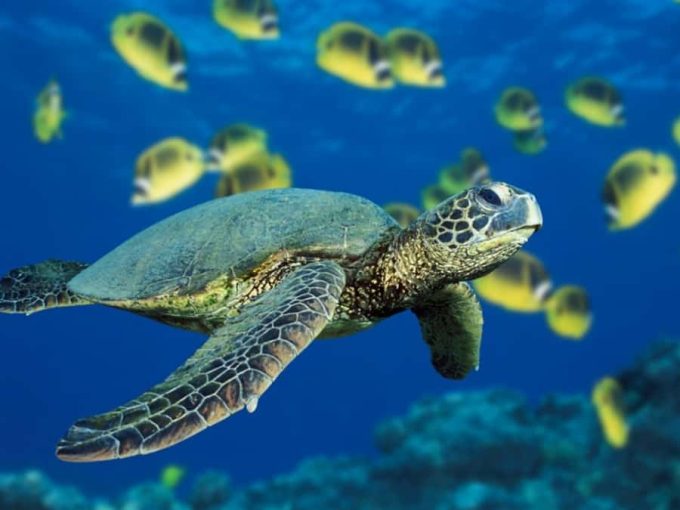 Θεματικό Εκθεσιακό Κέντρο Caretta Caretta
